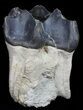 Large, Fossil Brontotherium (Titanothere) Molar - South Dakota #50800-3
